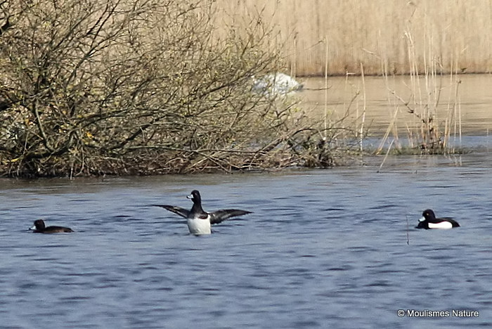 Lesser Scaup (Aythya affinis) M