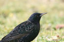 Common Starling (Sturnus vulgaris) Ad-W