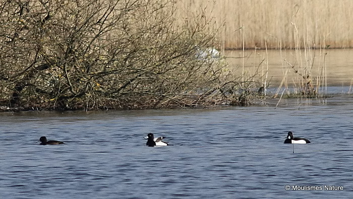 Lesser Scaup (Aythya affinis) M