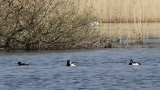 Lesser Scaup (Aythya affinis) M