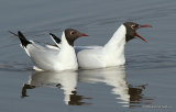 L. ridibundus ad-summer