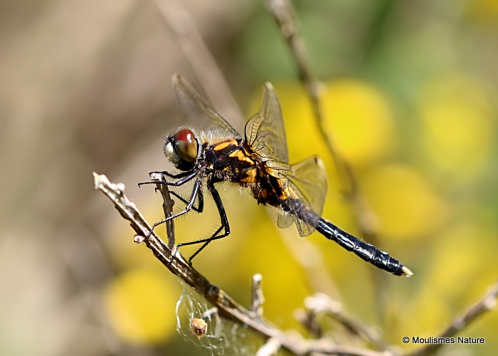 Dainty White-faced Darter (Leucorrhinia caudalis) M-imm