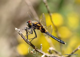 Dainty White-faced Darter (Leucorrhinia caudalis) M-imm