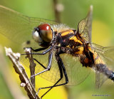 Dainty White-faced Darter (Leucorrhinia caudalis) M-imm