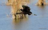 Glossy Ibis (Plegadis falcinellus) Riet Vell