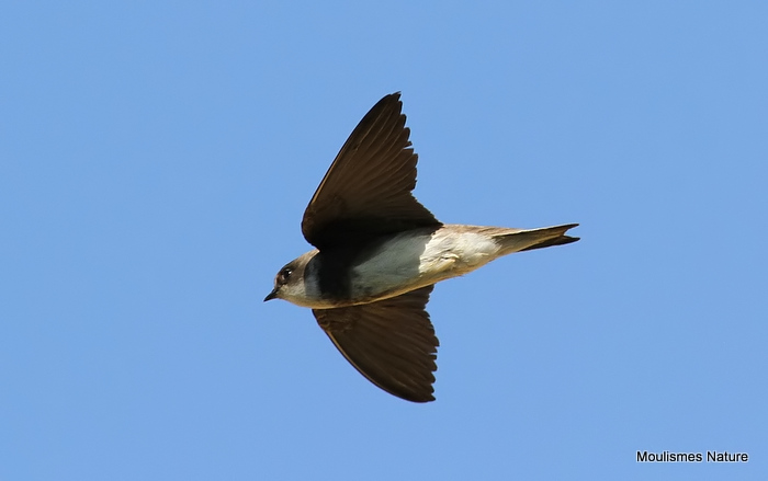 Sand Martin (Riparia riparia) ad, Hirondelle de rivage