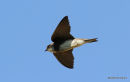 Sand Martin (Riparia riparia) ad, Hirondelle de rivage