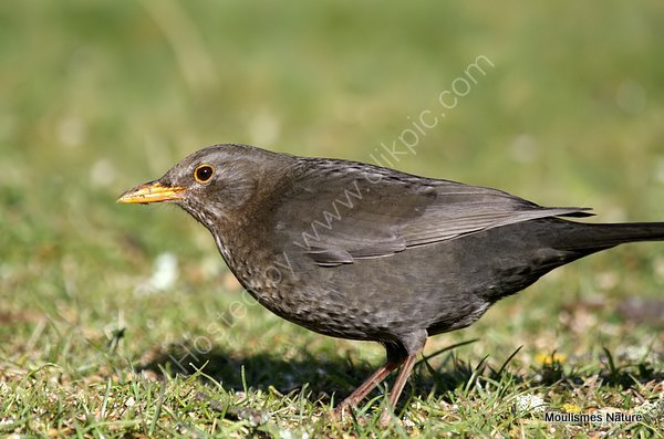 Common Blackbird (Turdus merula) M