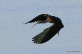 Glossy Ibis (Plegadis falcinellus) Riet Vell