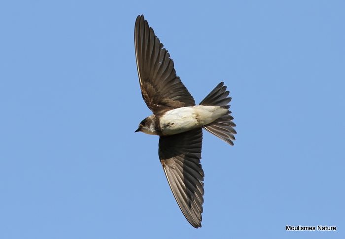 Sand Martin (Riparia riparia) ad, Hirondelle de rivage