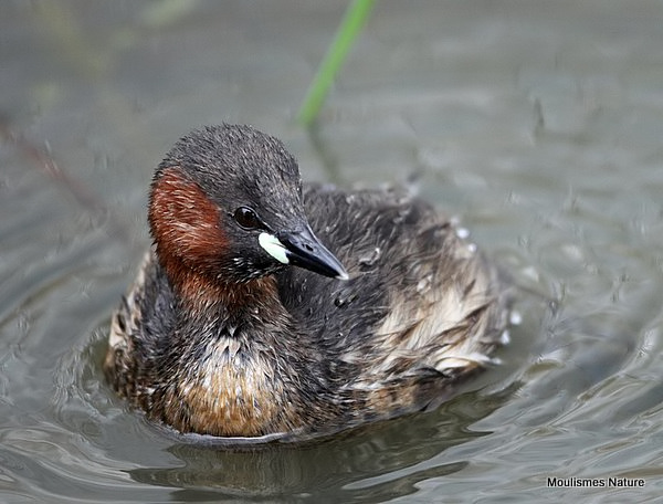 Little Grebe (Tachybaptus ruficollis) Ad-S