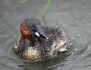 Little Grebe (Tachybaptus ruficollis) Ad-S