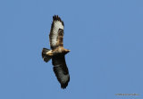 Buteo buteo ad