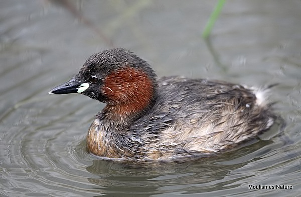 Little Grebe (Tachybaptus ruficollis) Ad-S