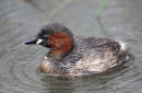 Little Grebe (Tachybaptus ruficollis) Ad-S