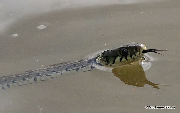 Grass Snake (Natrix natrix)