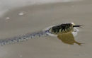 Grass Snake (Natrix natrix)