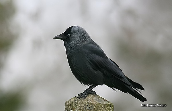 Western Jackdaw (Corvus monedula)