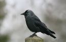 Western Jackdaw (Corvus monedula)