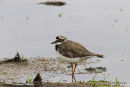 Little Ringed Plover (Charadrius dubius) Ad