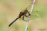Dainty White-faced Darter (Leucorrhinia caudalis) M-imm