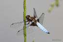 Broad-bodied Chaser (Libellula depressa) M