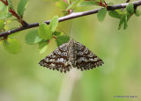 Common Heath (Ematurga atomaria) F