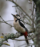 Great Spotted Woodpecker (Dendrocopos major) F