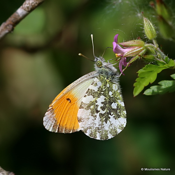 Orange Tip (Anthocharis cardamines) M