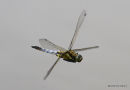 Black-tailed Skimmer (Orthetrum cancellatum) M