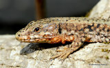 Common Wall Lizard (Podarcis muralis)