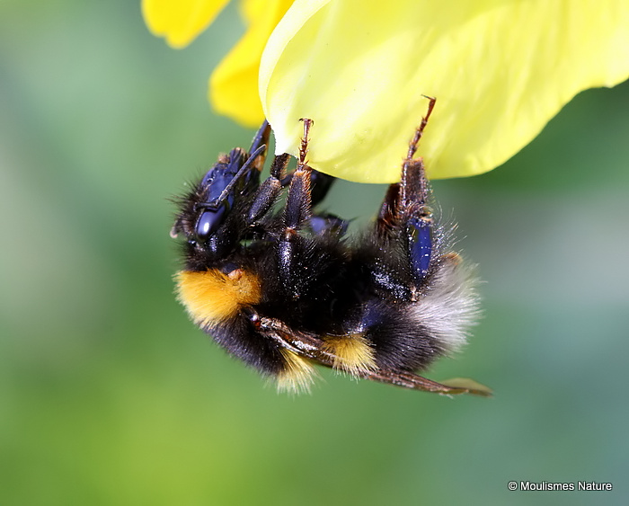 Garden bumblebee (Bombus hortorum)