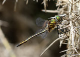 Downy Emerald (Cordulia aenea) M