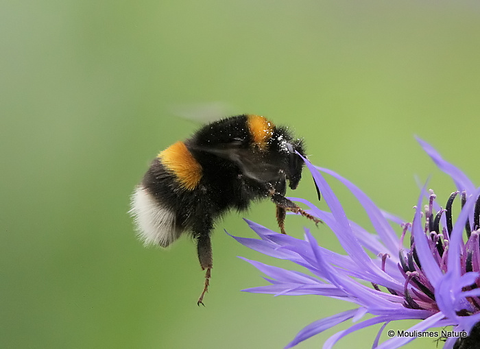 Bombus terrestris/B. lucorum