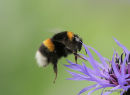 Bombus terrestris/B. lucorum