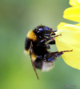 12 - Bumblebees, Honey Bee