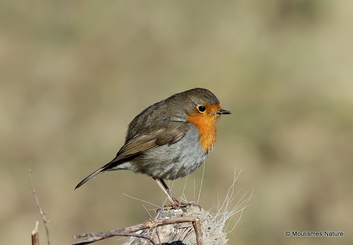 European Robin (Erithacus rubecula)