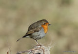 European Robin (Erithacus rubecula)