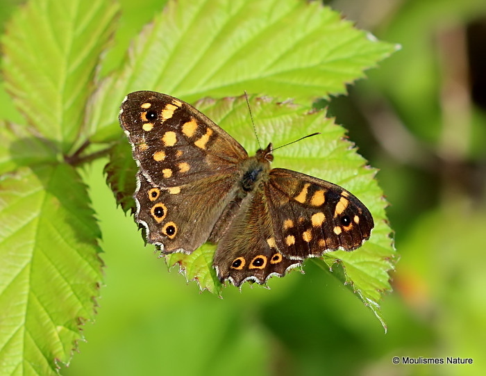 Speckled Wood (Pararge aegeria) ssp. tircis