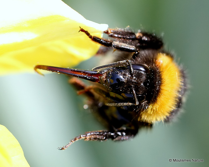 Garden bumblebee (Bombus hortorum)