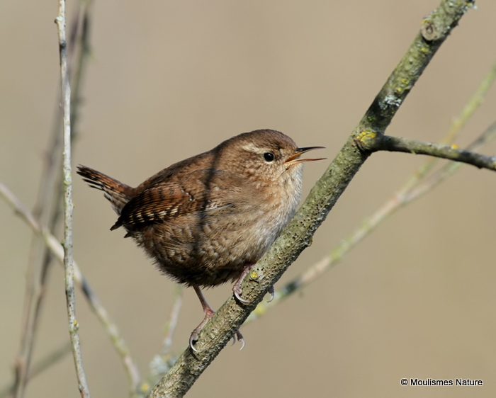 Winter Wren (Troglodytes troglodytes)