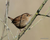 Winter Wren (Troglodytes troglodytes)