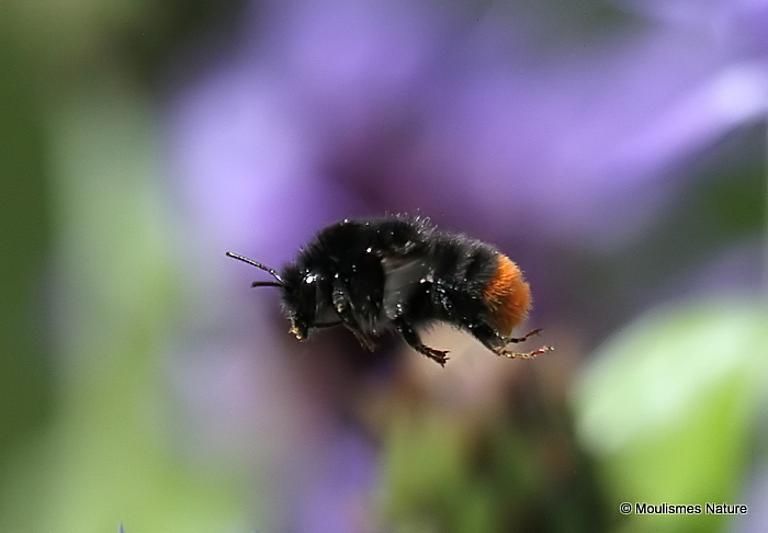 Red-tailed bumblebee (Bombus lapidarius)