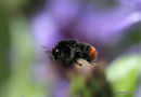 Red-tailed bumblebee (Bombus lapidarius)