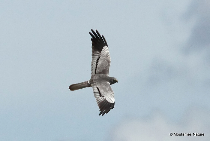Montagu's Harrier (Circus pygargus) M