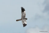 Montagu's Harrier (Circus pygargus) M