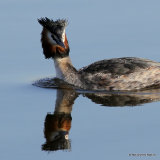 Great Crested Grebe (Podiceps cristatus) Ad-S