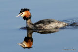 Great Crested Grebe (Podiceps cristatus) Ad-S