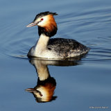 Great Crested Grebe (Podiceps cristatus) Ad-S