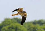 Montagu's Harrier (Circus pygargus) M